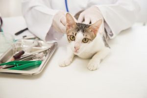 Veterinary Diagnostic in Hillsborough, NC | Piedmont Veterinary Clinic
